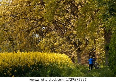 rapeseed field with young boy pushing his bike in spring as leisure activities concept