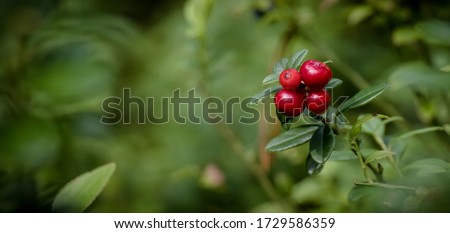 Lingonberry growing in the forest closeup. Ripe red lingonberry berry in the wild after rain, soft focus. Beautiful Nature Web banner or Wallpaper With Copy Space for design Royalty-Free Stock Photo #1729586359