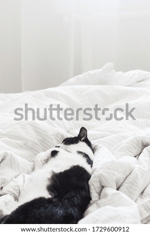 Adorable cat sleeping on bed with stylish sheets in morning light, pleasure moment. Cute kitty relaxing on cozy owner's bed in modern room. Domestic pets. Space for text