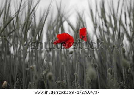 red poppy on a field in colourkey