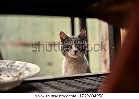 Homeless street cat close-up. Stock photo of a stray spotted cat. Dirty cat. The concept of protecting stray animals. Abandoned urban background.