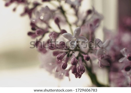 Fresh beautiful bouquet of light purple lilac with dew. Beautiful little flowers by the window.