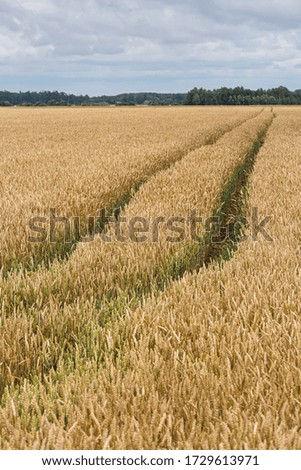 Crop fields on a cloudy summer day