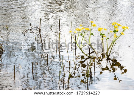 Bright yellow spring flowers of Cáltha palústris on the water of the pond