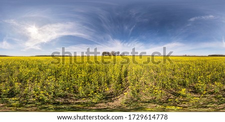 full seamless spherical hdri panorama 360 degrees angle view on among rapseed canola colza fields in spring day with blue sky in equirectangular projection, ready for VR AR virtual reality content