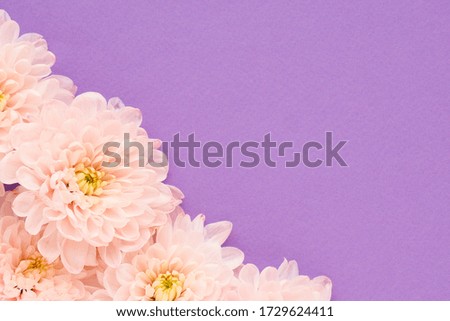 
many pink chrysanthemum flowers with a yellow center on a purple background. space for text.
