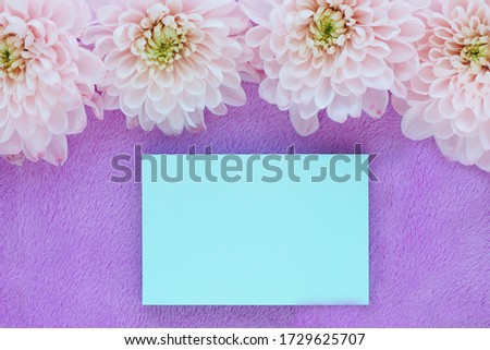 light pink chrysanthemum flowers and a blue sticker on a lilac plush background. Space for copy.
