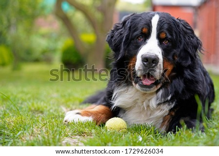 Bernese Mountain Dog lying on the grass in the garden, tennis ball next to him.  Royalty-Free Stock Photo #1729626034