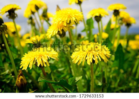 field of flowering dandelions. Macro photography.