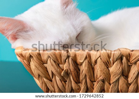 Cat photography on a blue background. white Persian cat with coloured eye, blue and yellow in a box. playful cute cat.