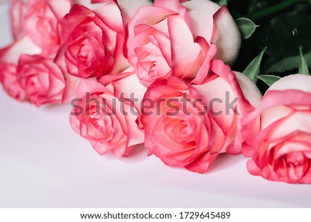 Beautiful bouquet of blooming long stem pink roses  on white background. 