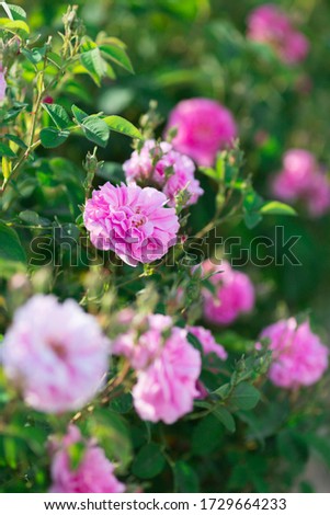 Plantation of a beautiful pink tea rose.