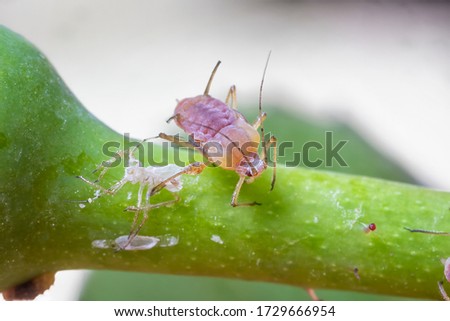 Amazing detailed macro of aphid on the plant. 