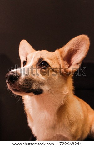 Welsh Corgi Pembroke Portrait Dog