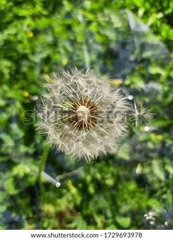Dandelion plant "is a herbaceous plant that grows in the spring and contains 29 calories and contains some vitamins and this image is in the last stages of ripening of the plant where.