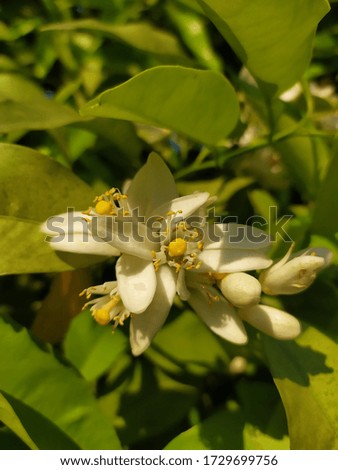 Orange fruit flower is one of the flowers that grows in the spring and carries a nectar that has a very beautiful scent