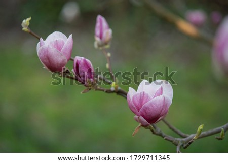pink white blooming magnolia close-up on a green background in the rays of the setting sun