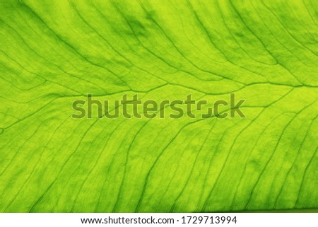 A Taro leaf at the tropical forest.