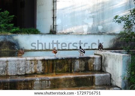 Female and male ducks standing in a row on stairs with a concrete background, cute birds in a city park