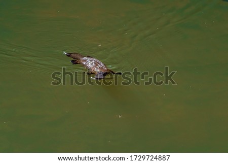 A platypus in the wild showing water streaming off its waterproof pelt as it momentarily surfaces