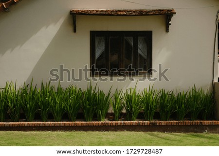 Horizontal photo of the white wall with the window and ornamental plants along.