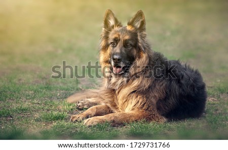 Dog outside, german shepherd, outside, lies on grass Royalty-Free Stock Photo #1729731766