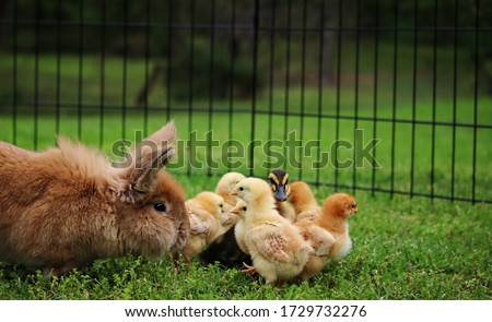 Rabbit, chicks and a duckling on a farm