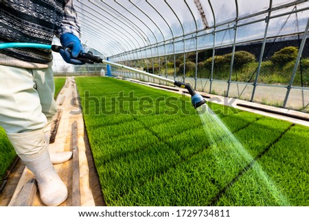 Watering rice seedlings at the greenhouse. Royalty-Free Stock Photo #1729734811