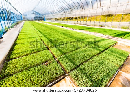 Rice seedlings raised in a greenhouse. Royalty-Free Stock Photo #1729734826