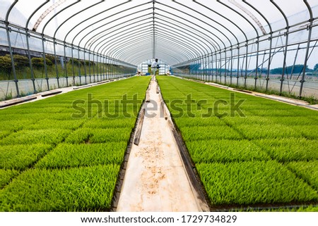 Watering rice seedlings at the greenhouse. Royalty-Free Stock Photo #1729734829