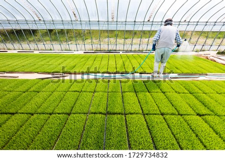 Watering rice seedlings at the greenhouse. Royalty-Free Stock Photo #1729734832