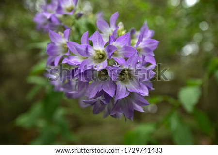 The soft purple petals look unreal pictured with a strong bokeh of green background.