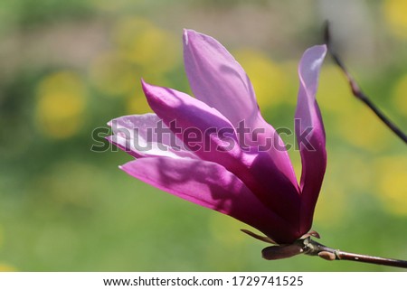 Magnolia "Betty". Pink magnolia flower on a natural background. Selective focus.