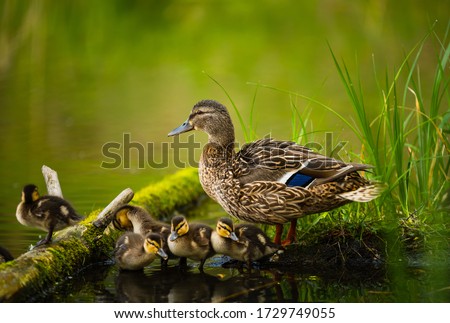 Mallard female with little ducklings in a living nature on the river on a sunny day. Breeding season in wild ducks. Mallard duck with a brood in a colorful spring place. Little ducklings with mom duck Royalty-Free Stock Photo #1729749055