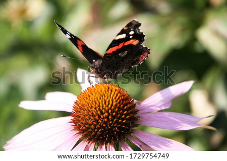 Brown butterfly with a pattern on a pink daisy with a yellow middle. Illustration for calendar