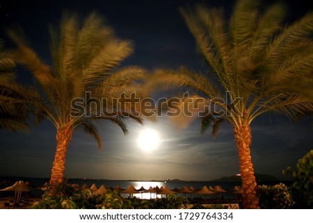 Night landscape, meadows over the sea in the dark between two palm trees.puzzle picture. Illustration for calendar