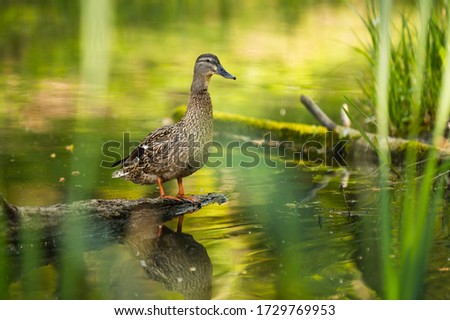 Mallard female with little ducklings in a living nature on the river on a sunny day. Breeding season in wild ducks. Mallard duck with a brood in a colorful spring place. Little ducklings with mom duck Royalty-Free Stock Photo #1729769953