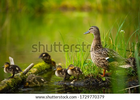 Mallard female with little ducklings in a living nature on the river on a sunny day. Breeding season in wild ducks. Mallard duck with a brood in a colorful spring place. Little ducklings with mom duck
