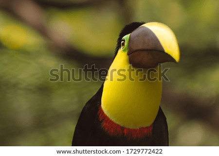Yellow toucan looking straight ahead