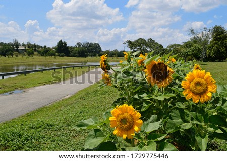 the sunflowers in the garden