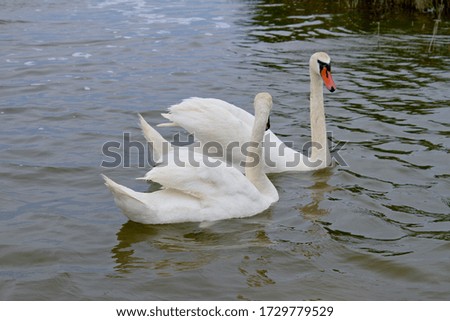 Beautiful white swans in the lake. Two white swans