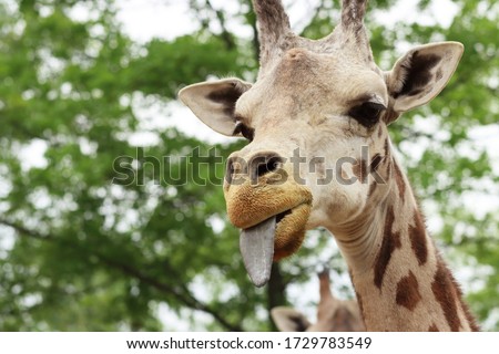 A giraffe in a zoo
