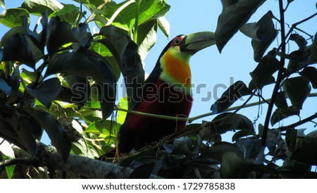 Colorful Toucan on a tree top