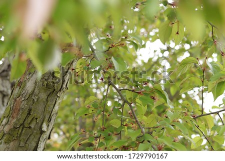 Leaves and crowns of trees close-up in the forest