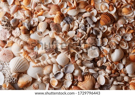 Seashells, pearls and starfish background. 