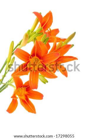 Bunch of Tiger Lilly isolated on white background. Cut out image without shadow