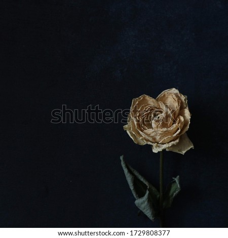 Dried flower in a black background