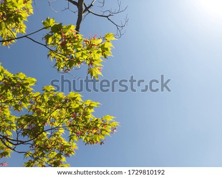 the maple fruit and blue sky Royalty-Free Stock Photo #1729810192