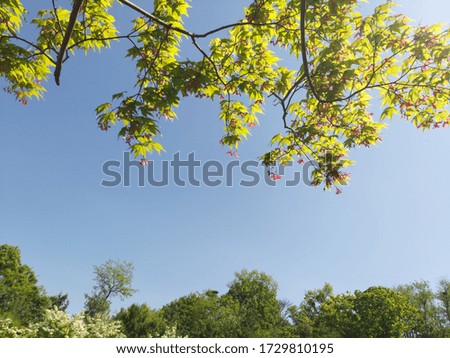 the maple fruit and blue sky Royalty-Free Stock Photo #1729810195