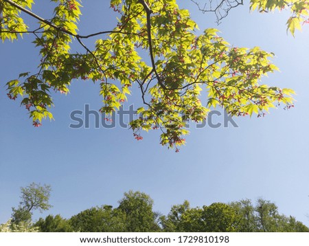 the maple fruit and blue sky Royalty-Free Stock Photo #1729810198